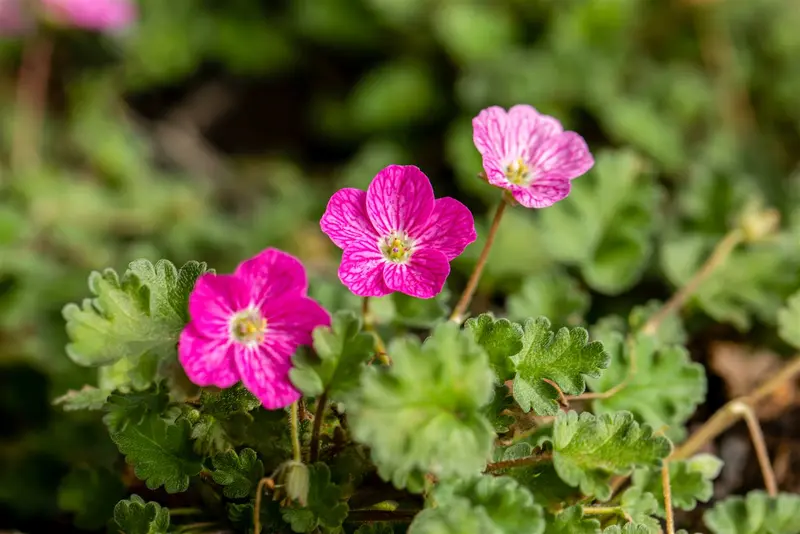 erodium variabile 'bishop's form' P11 - afbeelding 4