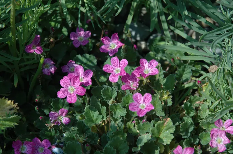 erodium variabile 'bishop's form' P11 - afbeelding 1