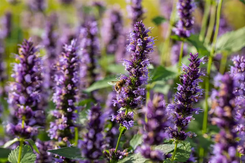 Agastache hybr. 'Black Adder' P9 - afbeelding 1