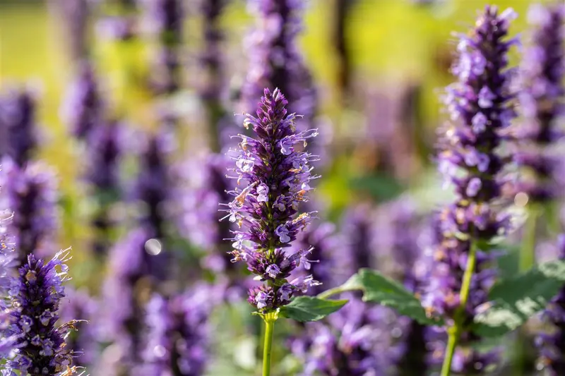 Agastache hybr. 'Black Adder' P9 - afbeelding 2