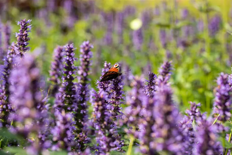 Agastache hybr. 'Black Adder' P9 - afbeelding 3