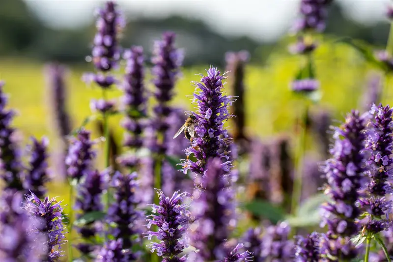 Agastache hybr. 'Black Adder' P9 - afbeelding 4