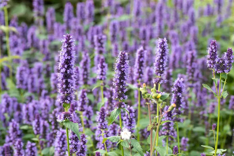 Agastache hybr. 'Black Adder' P9 - afbeelding 5