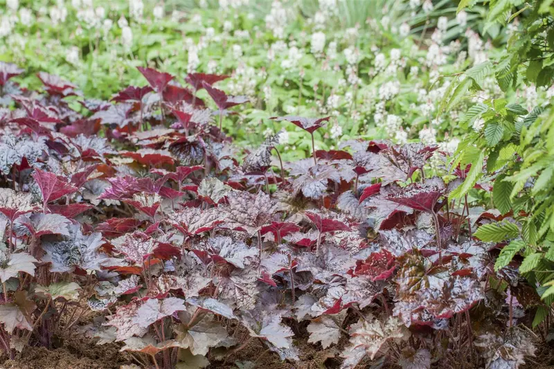 heuchera hybr. 'black beauty'® P9