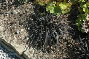 ophiopogon plan. 'black dragon' P9