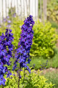 delphinium (p) 'black knight' P9