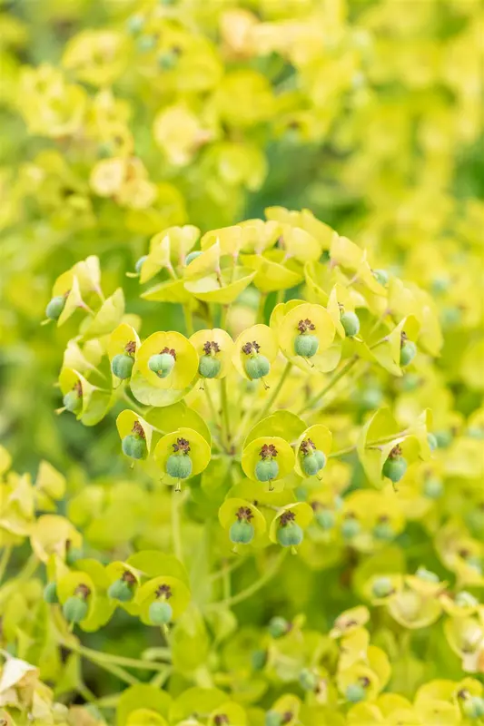 euphorbia char. 'black pearl' P9 - afbeelding 2