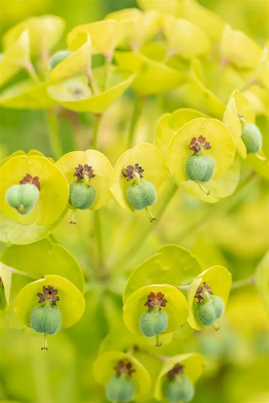 euphorbia char. 'black pearl' P9 - afbeelding 4