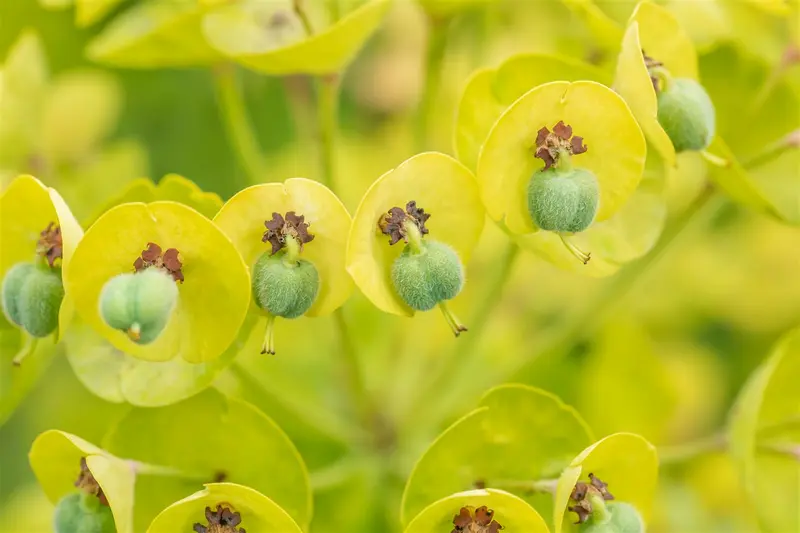 euphorbia char. 'black pearl' P9 - afbeelding 3