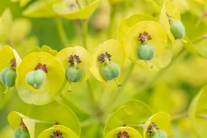 euphorbia char. 'black pearl' P9 - afbeelding 3