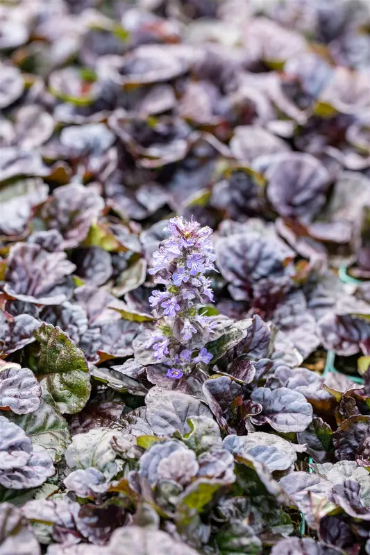 Ajuga rept. 'Black Scallop' P9 - afbeelding 4