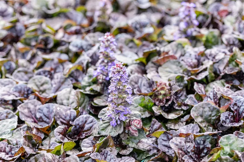 Ajuga rept. 'Black Scallop' P9 - afbeelding 2