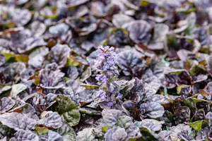 Ajuga rept. 'Black Scallop' P9 - afbeelding 3