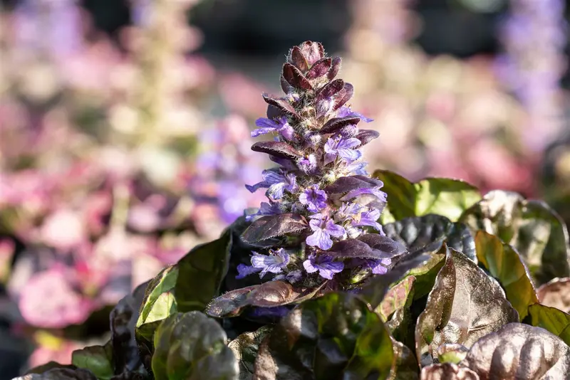 Ajuga rept. 'Black Scallop' P9 - afbeelding 1