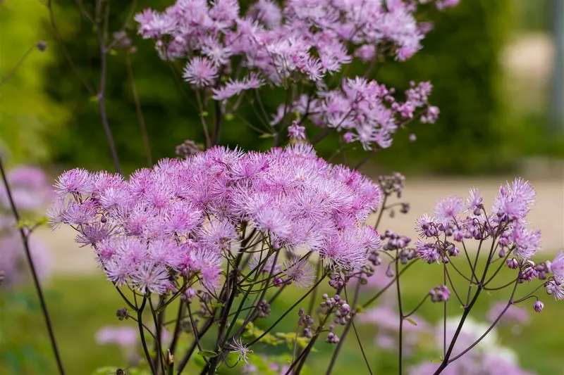 thalictrum black stockings p11