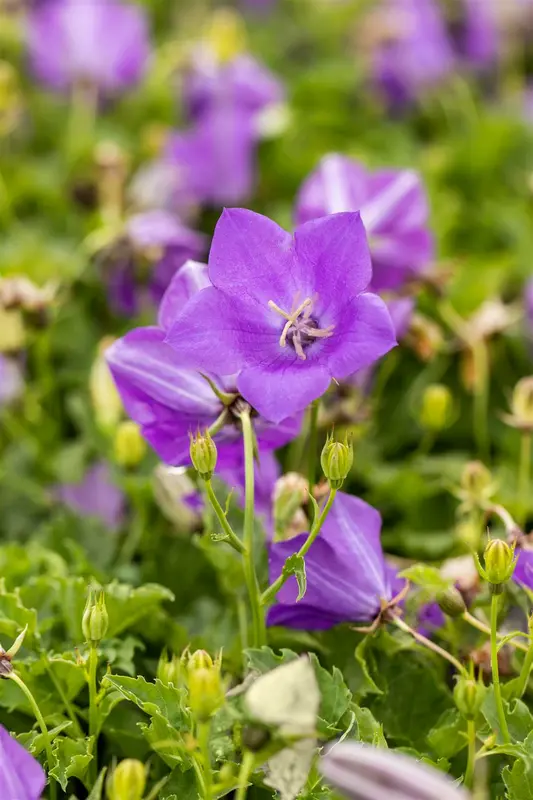 campanula carpatica 'blue clips' P11 - afbeelding 2