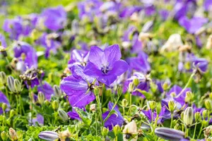 campanula carpatica 'blue clips' P11 - afbeelding 1