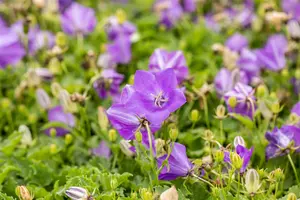 campanula carpatica 'blue clips' P11 - afbeelding 3