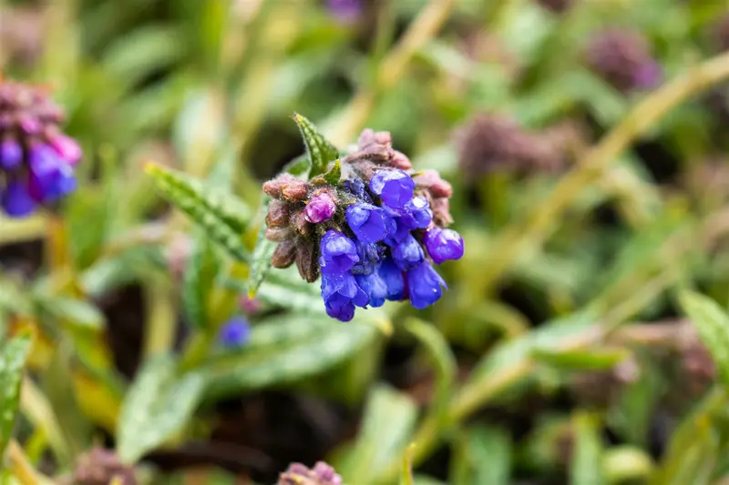 pulmonaria ang. 'blaues meer' P9