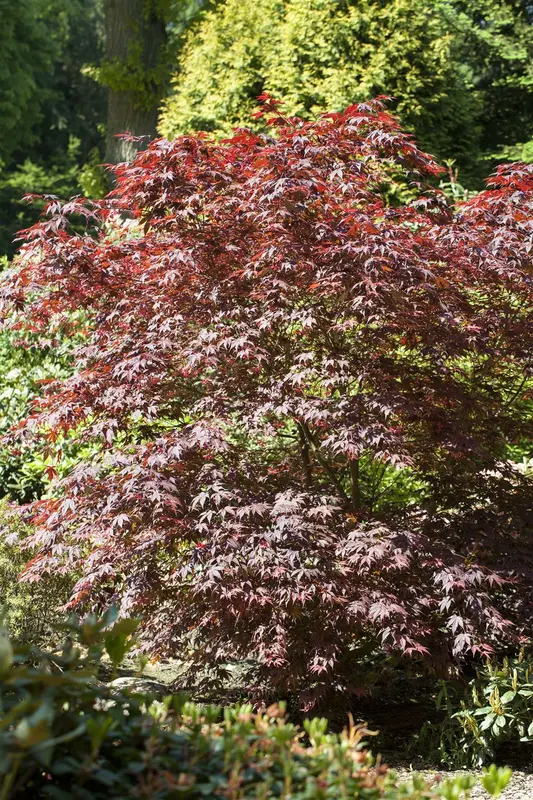 acer palm. 'bloodgood' - afbeelding 2