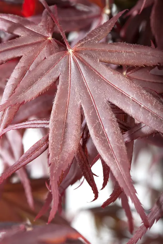 acer palm. 'bloodgood' - afbeelding 5