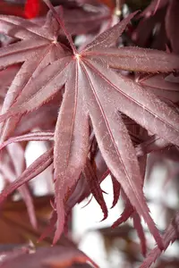 acer palm. 'bloodgood' - afbeelding 5