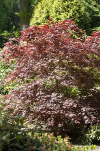 acer palm. 'bloodgood' (50- 60cm) - afbeelding 2