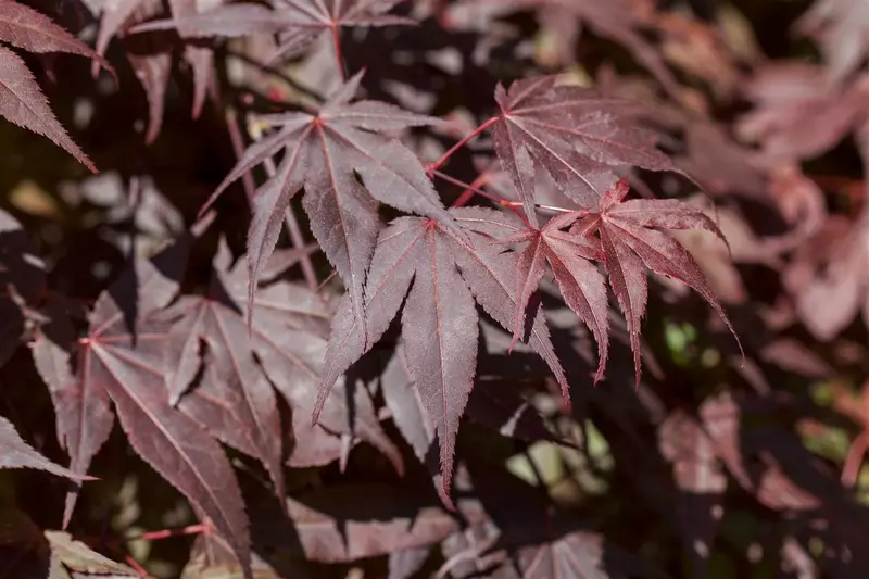 acer palm. 'bloodgood' - afbeelding 1