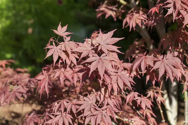 acer palm. 'bloodgood' - afbeelding 3