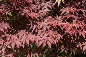 acer palm. 'bloodgood' - afbeelding 4