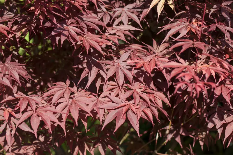 acer palm. 'bloodgood' (50- 60cm) - afbeelding 4