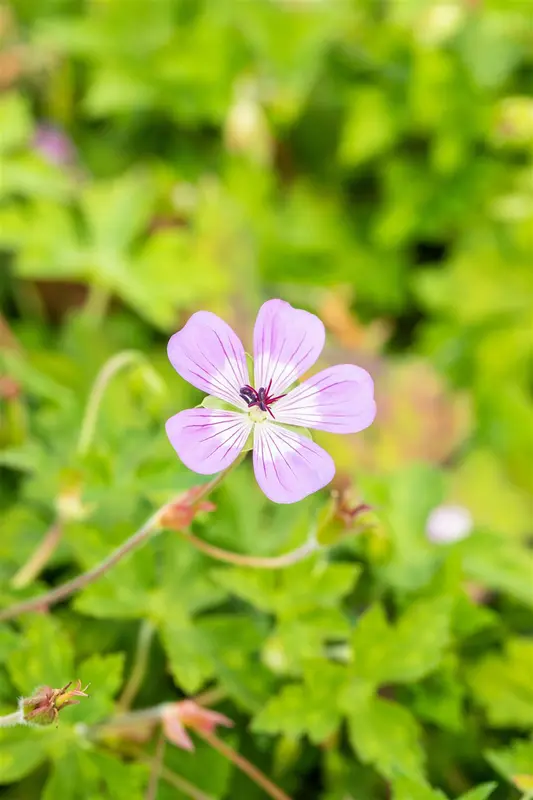 geranium hybr. 'bloom time' P9 - afbeelding 2