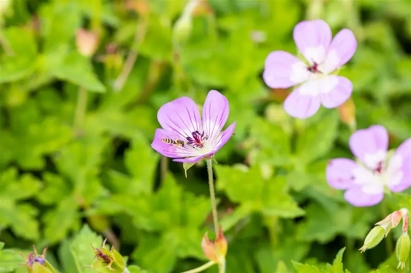 geranium hybr. 'bloom time' P9 - afbeelding 1