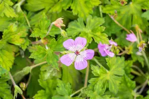 geranium hybr. 'bloom time' P9 - afbeelding 3