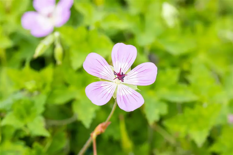 geranium hybr. 'bloom time' P9 - afbeelding 4