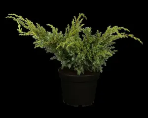 Blue Alps juniperus - afbeelding 1