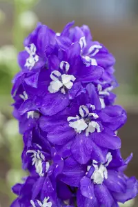 delphinium (p) 'blue bird' P11 - afbeelding 1