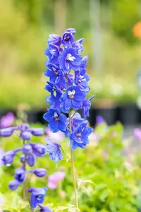 delphinium (p) 'blue bird' P11 - afbeelding 3