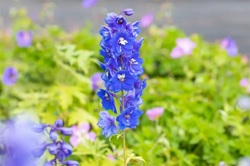 delphinium (p) 'blue bird' P11 - afbeelding 2