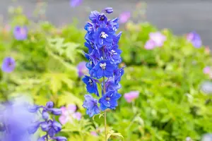 delphinium (p) 'blue bird' P11 - afbeelding 2