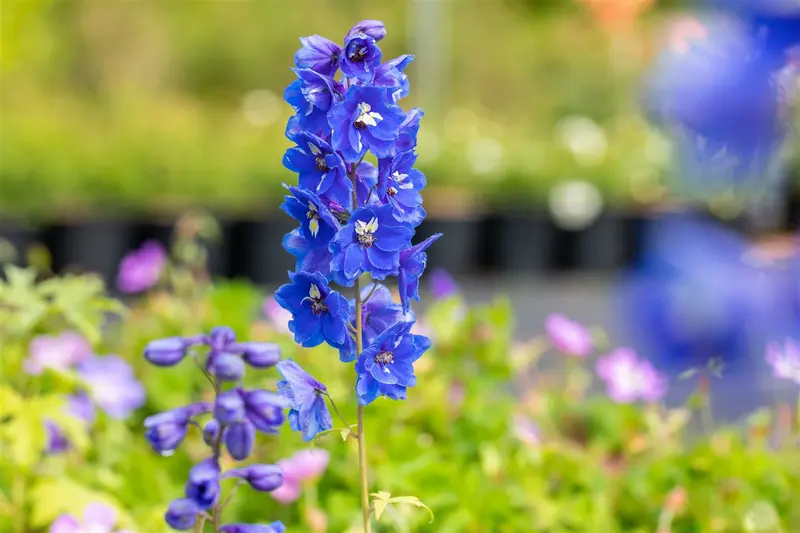 delphinium (p) 'blue bird' P11 - afbeelding 4