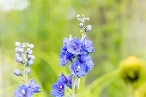 delphinium (p) 'blue bird' P11 - afbeelding 5