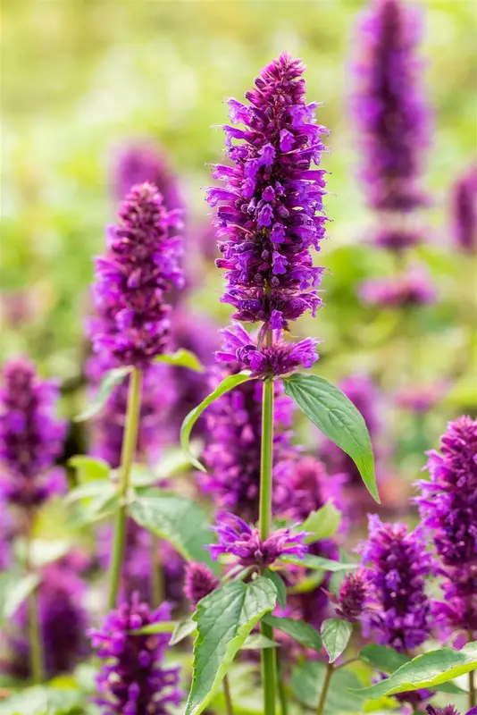 Agastache hybr. 'Blue Boa' P9 - afbeelding 5