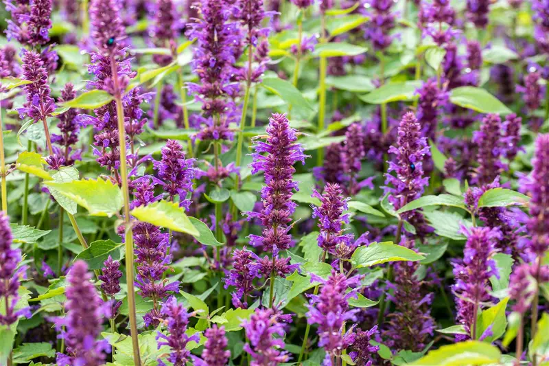 Agastache hybr. 'Blue Boa' P9 - afbeelding 1