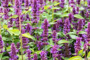 Agastache hybr. 'Blue Boa' P9 - afbeelding 1