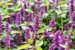 Agastache hybr. 'Blue Boa' P9 - afbeelding 2