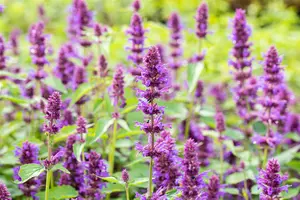 Agastache hybr. 'Blue Boa' P9 - afbeelding 3