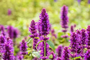 Agastache hybr. 'Blue Boa' P9 - afbeelding 4