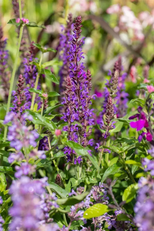 salvia nem. 'blue bouquetta'® P9 - afbeelding 1