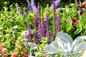 salvia nem. 'blue bouquetta'® P9 - afbeelding 2